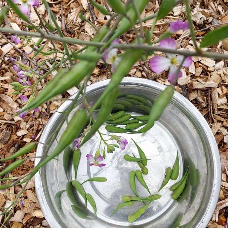Radish Pods Surprise Hungry Gardeners