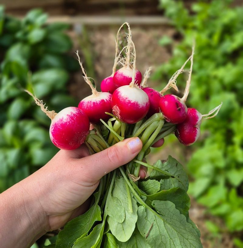 Radishes