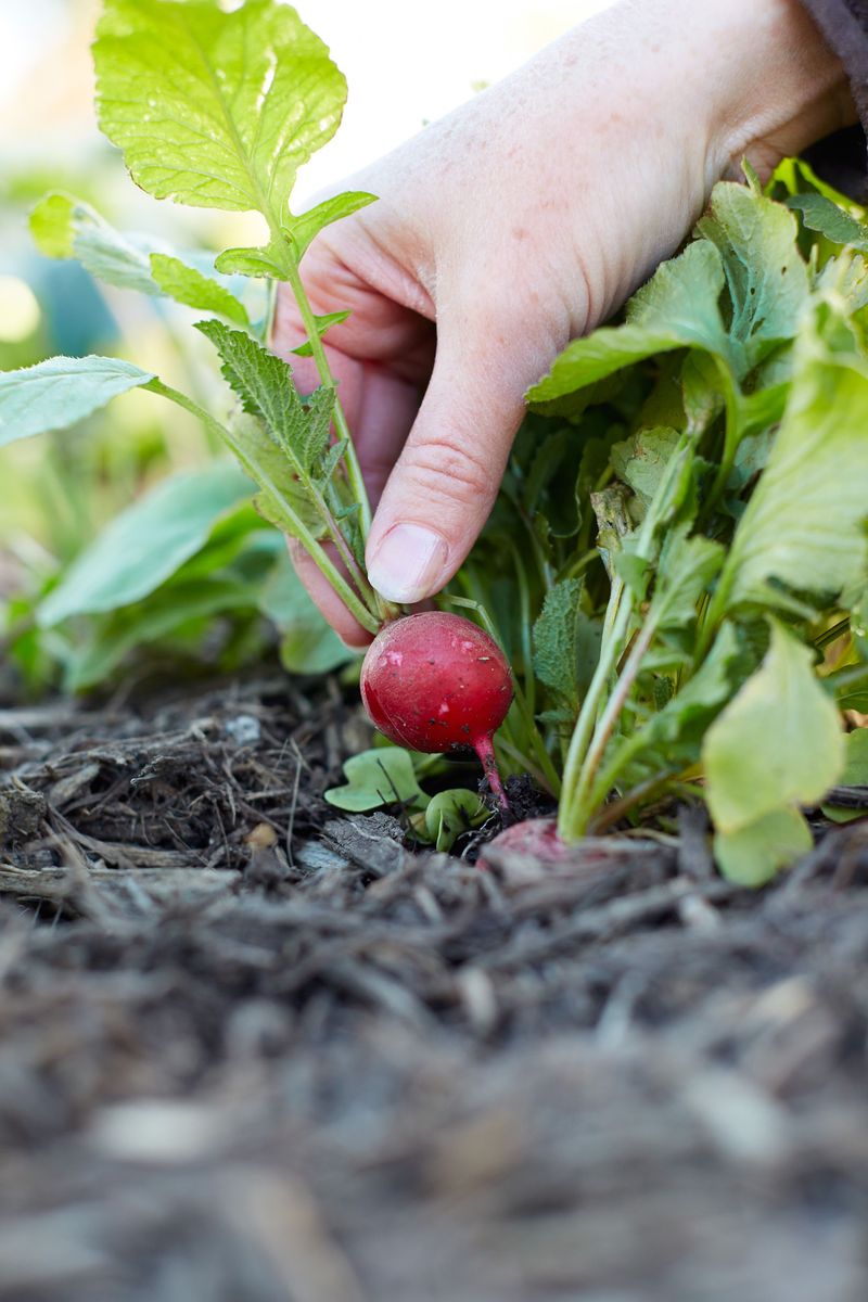 Radishes Radishes