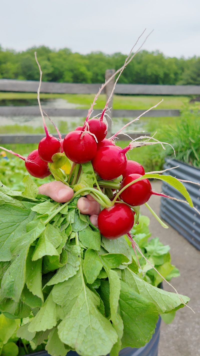Radishes Radishes