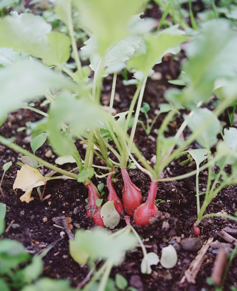 Radishes Break Up The Soil For Carrots Radishes Break Up The Soil For Carrots