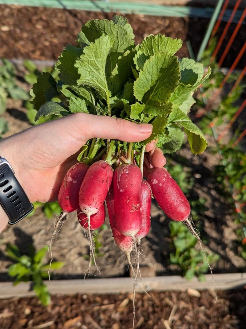 Radishes Can Still Fit Into A Fall Planting Window Radishes Can Still Fit Into A Fall Planting Window