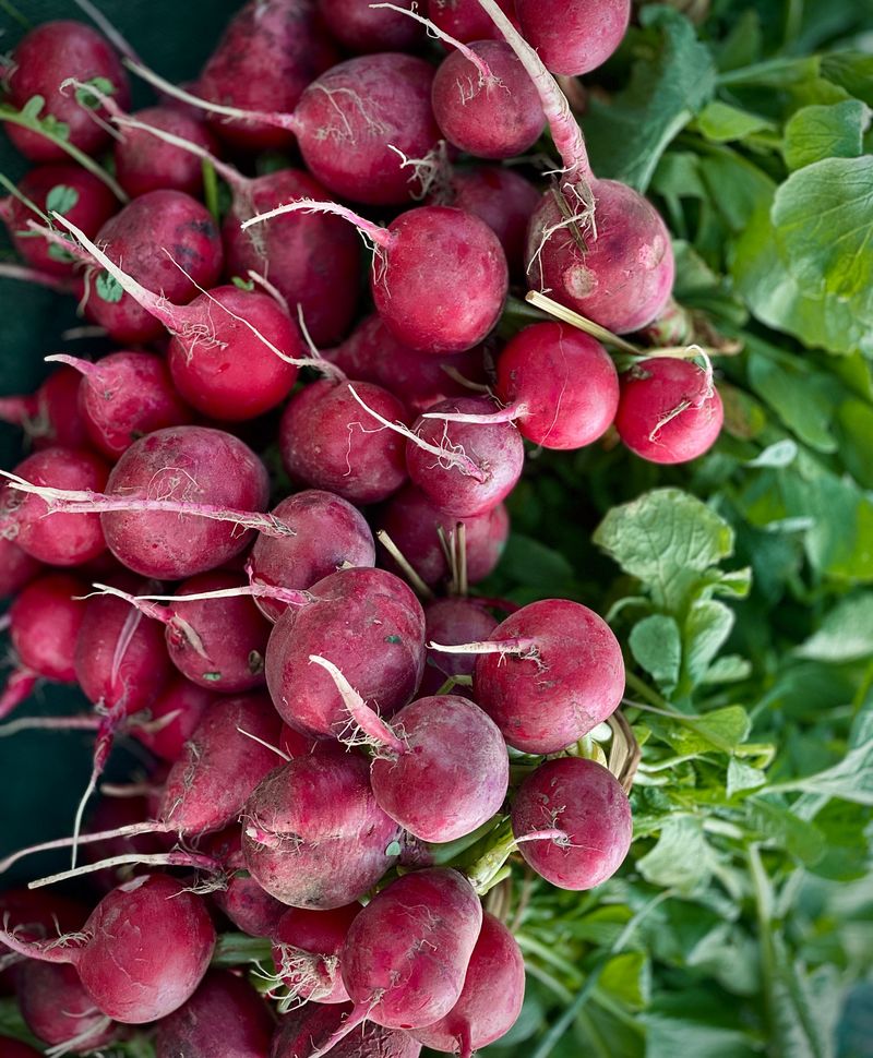 Radishes Deliver Quick Roots Before Frost Arrives