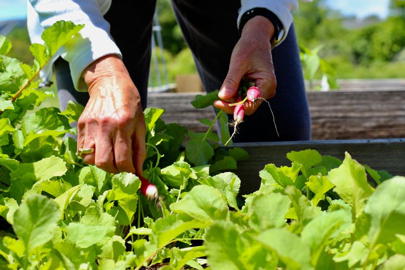 Radishes For A Fast Fall Harvest
