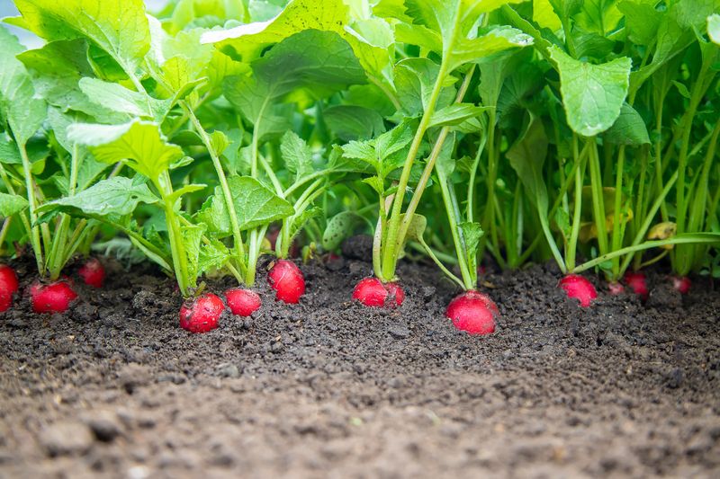 Radishes For Speedy Results Radishes For Speedy Results