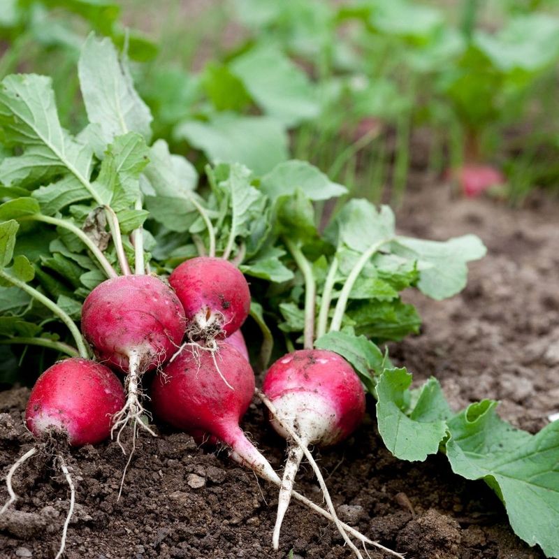 Radishes Make The Most Of Georgia's Mild October Weather