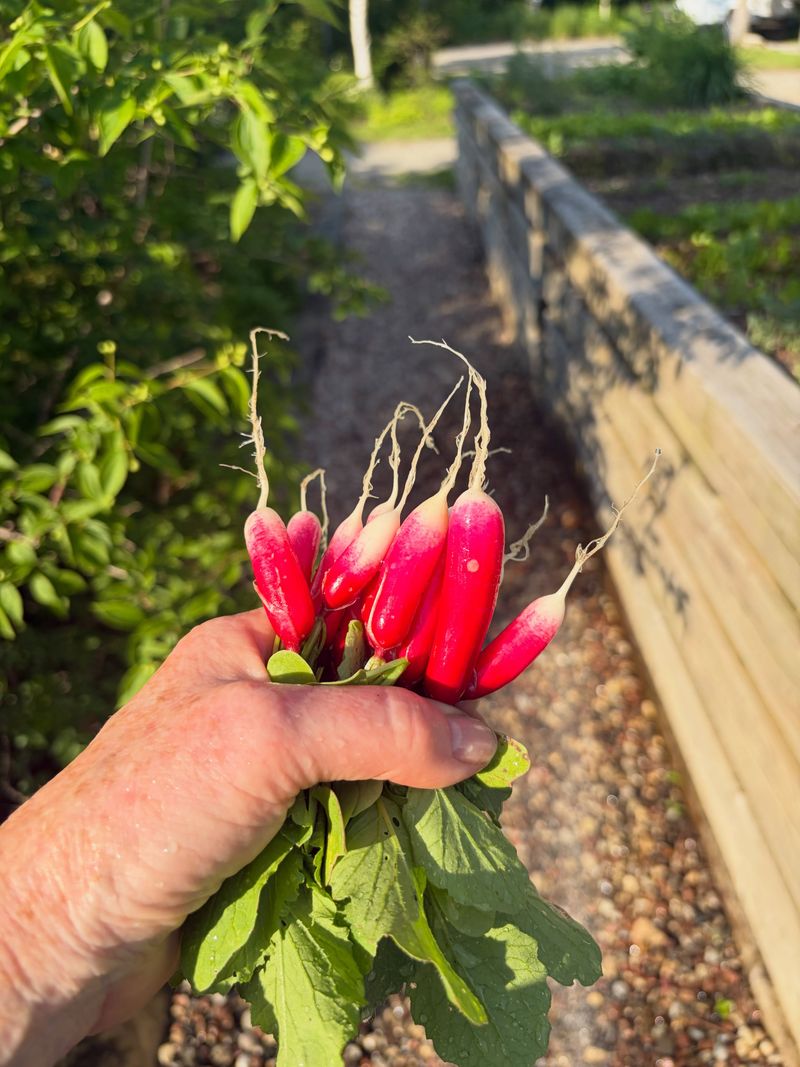 Radishes Mature Quickly Radishes Mature Quickly