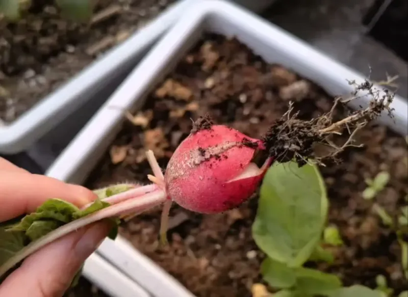 Radishes Need Little Space To Produce A Quick Fall Crop Radishes Need Little Space To Produce A Quick Fall Crop