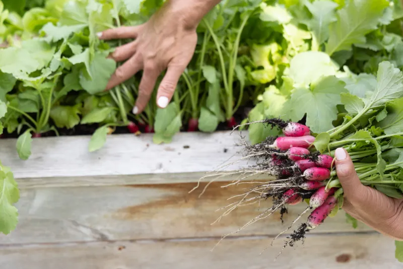 Radishes Race To Harvest In Fall Radishes Race To Harvest In Fall