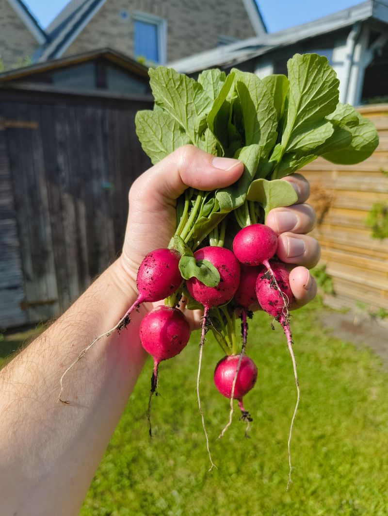 Radishes Reward An Impatient Gardener