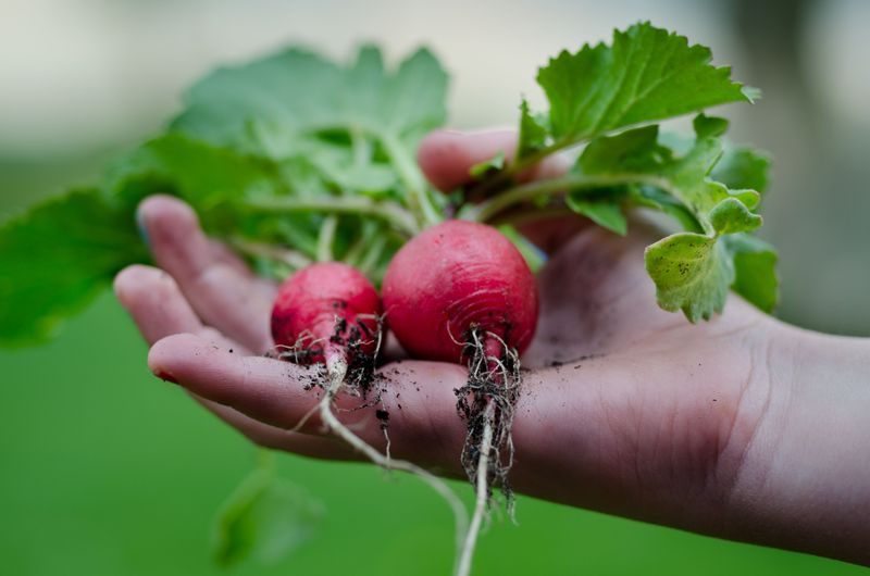 Radishes Reward Impatient Gardeners Radishes Reward Impatient Gardeners