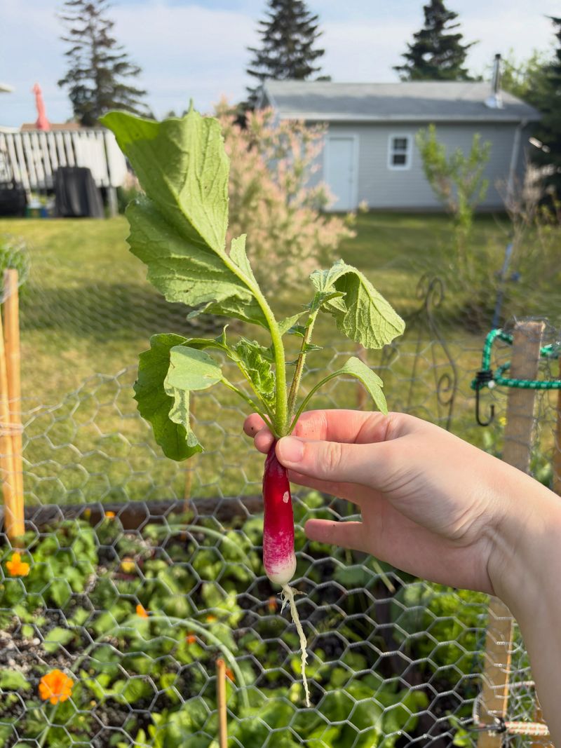 Radishes