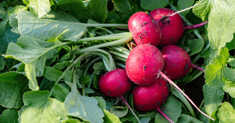 Radishes Radishes