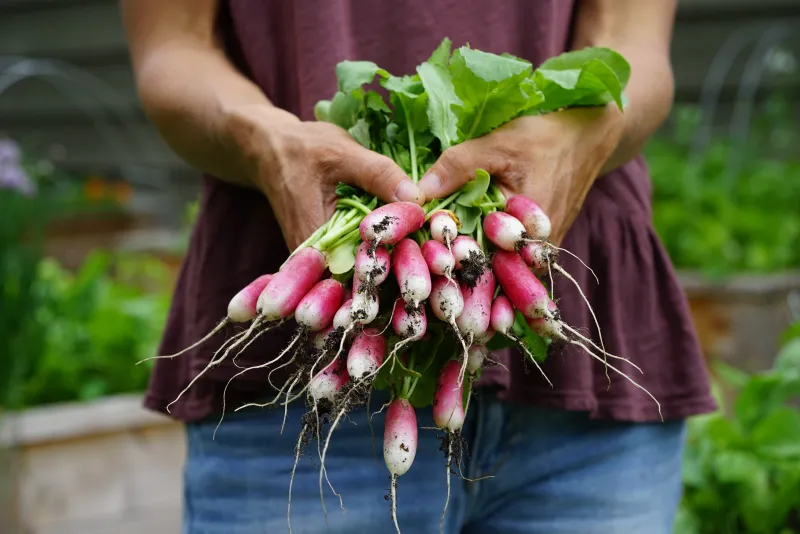 Radishes Radishes