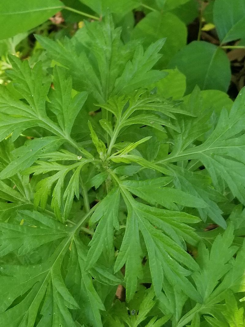 Ragweed Spreads Sneezy Summer Pollen Ragweed Spreads Sneezy Summer Pollen