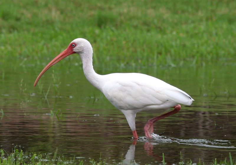 Rain And Changing Water Levels Can Send Ibis Looking Elsewhere Rain And Changing Water Levels Can Send Ibis Looking Elsewhere