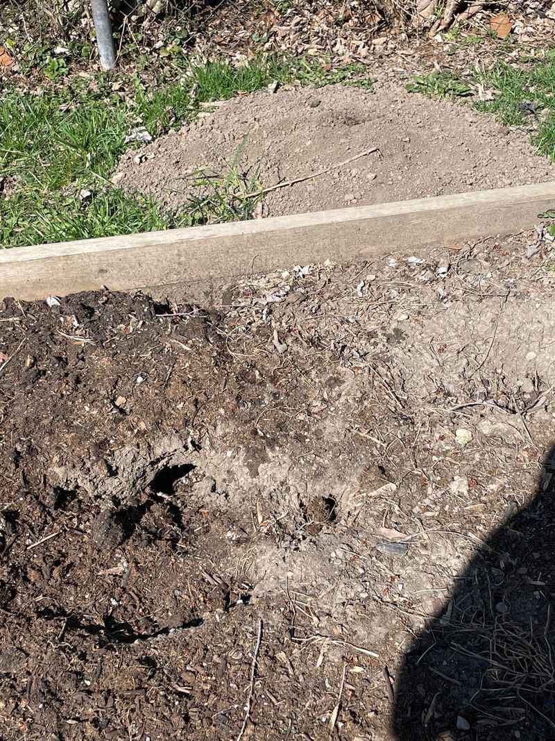 Rain And Flooding Push Rats Above Ground