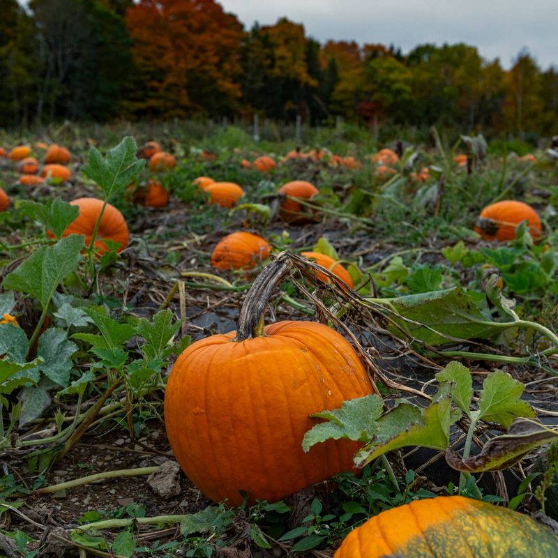 Rain And Wet Soil Lead To Rot Rain And Wet Soil Lead To Rot