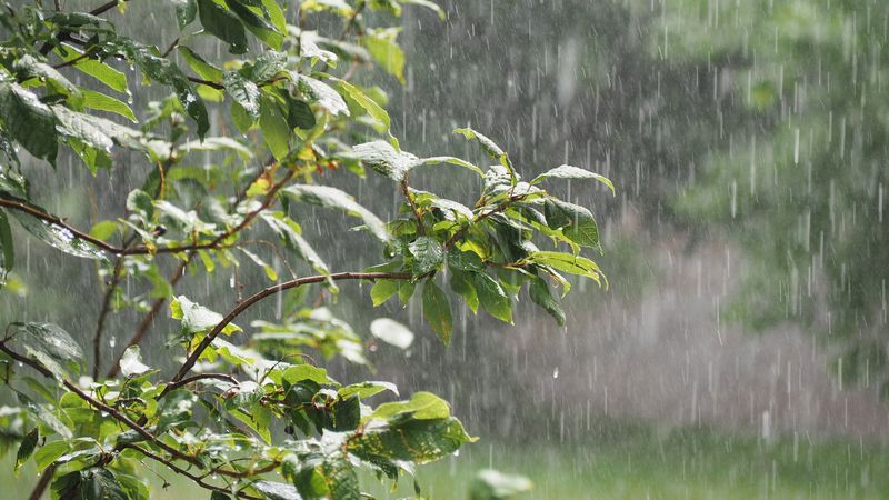 Rain And Yard Work Stir Them Up Rain And Yard Work Stir Them Up