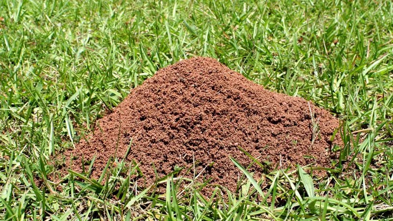 Rain Can Make Fire Ant Activity Much Easier To Spot Rain Can Make Fire Ant Activity Much Easier To Spot