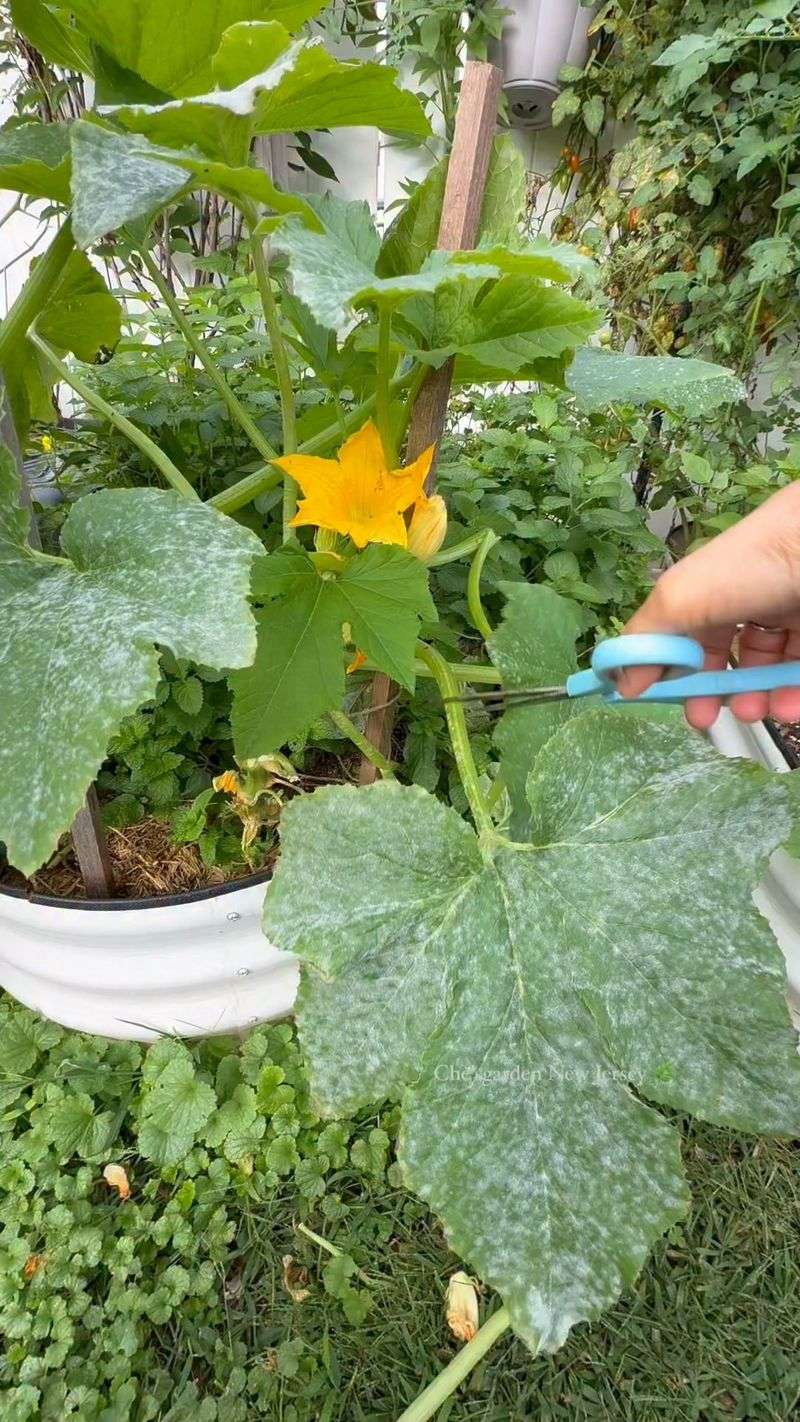 Rain Doesn't Help Powdery Mildew The Way You Might Think