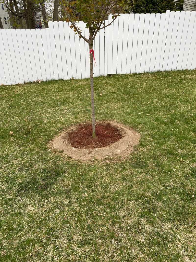 Rain Helps Roots Settle Without Extra Watering