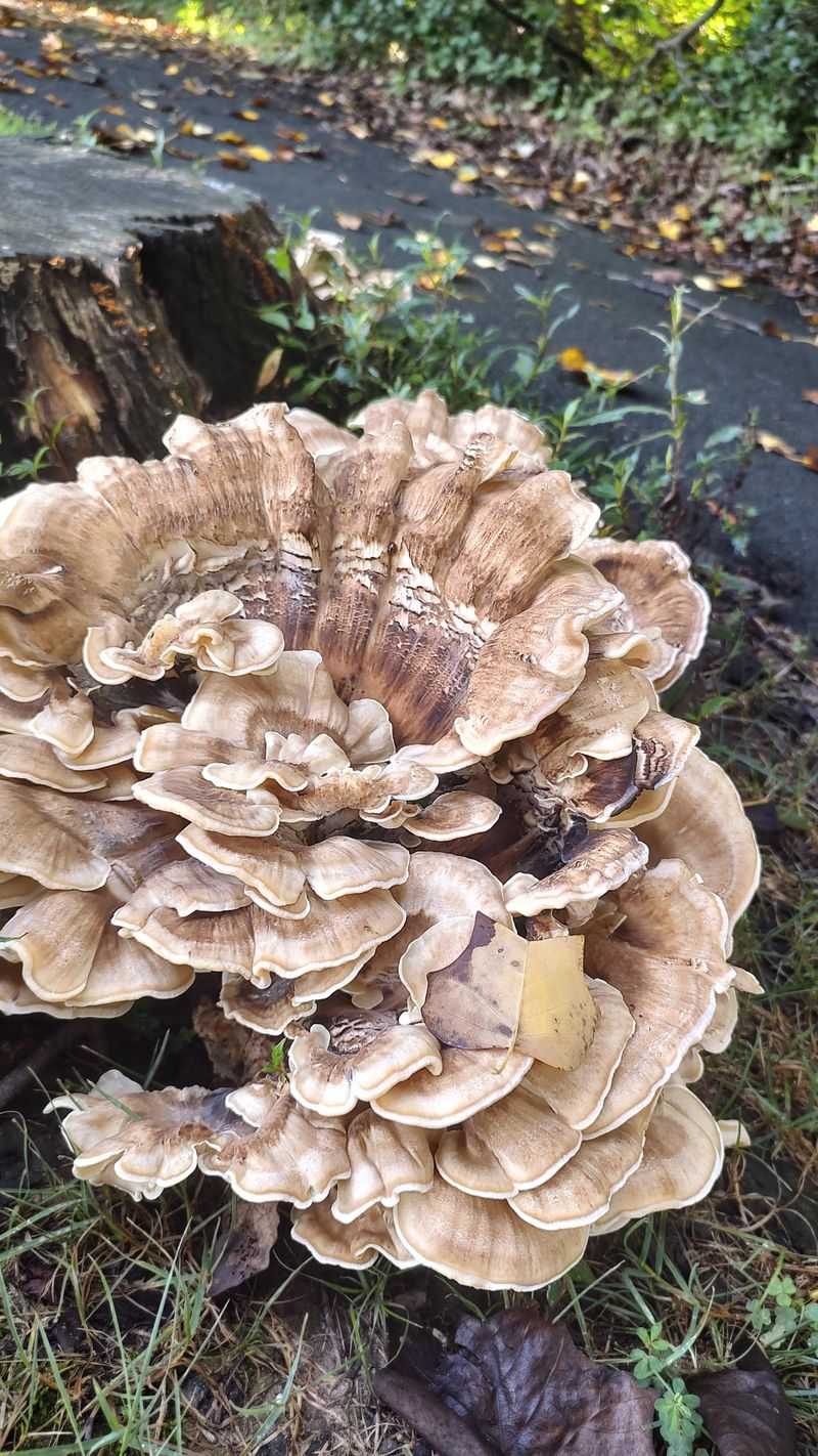 Rain Timing And The Week That Wakes The Forest Floor Rain Timing And The Week That Wakes The Forest Floor