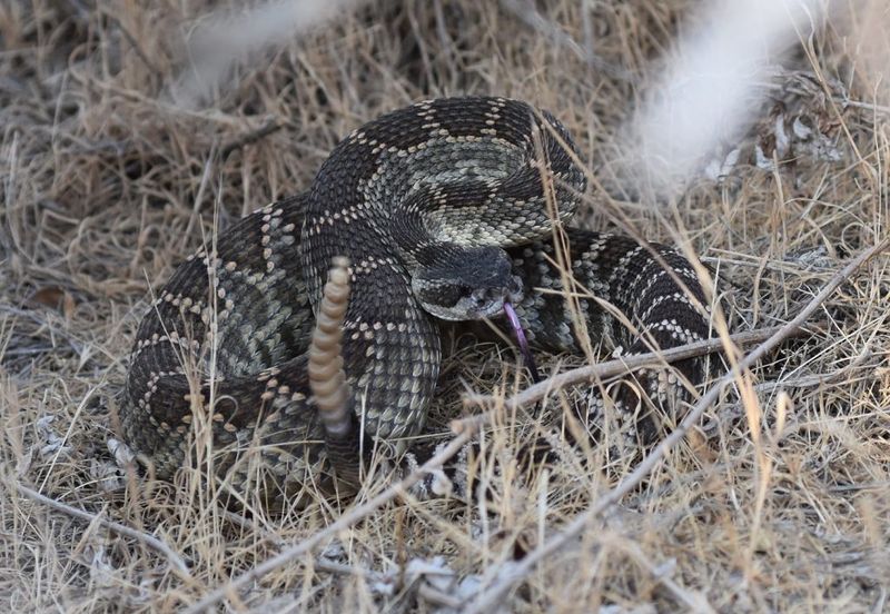 Rainfall Pushes Snakes To Higher Ground