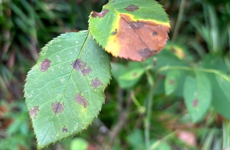 Rainy Fall Weather Can Give Black Spot A Fresh Start Rainy Fall Weather Can Give Black Spot A Fresh Start