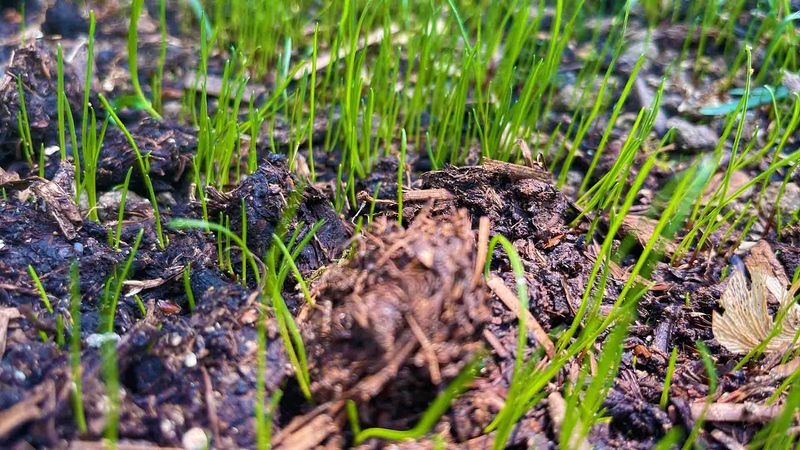 Rainy October Weather Can Replace Several Watering Cycles Rainy October Weather Can Replace Several Watering Cycles