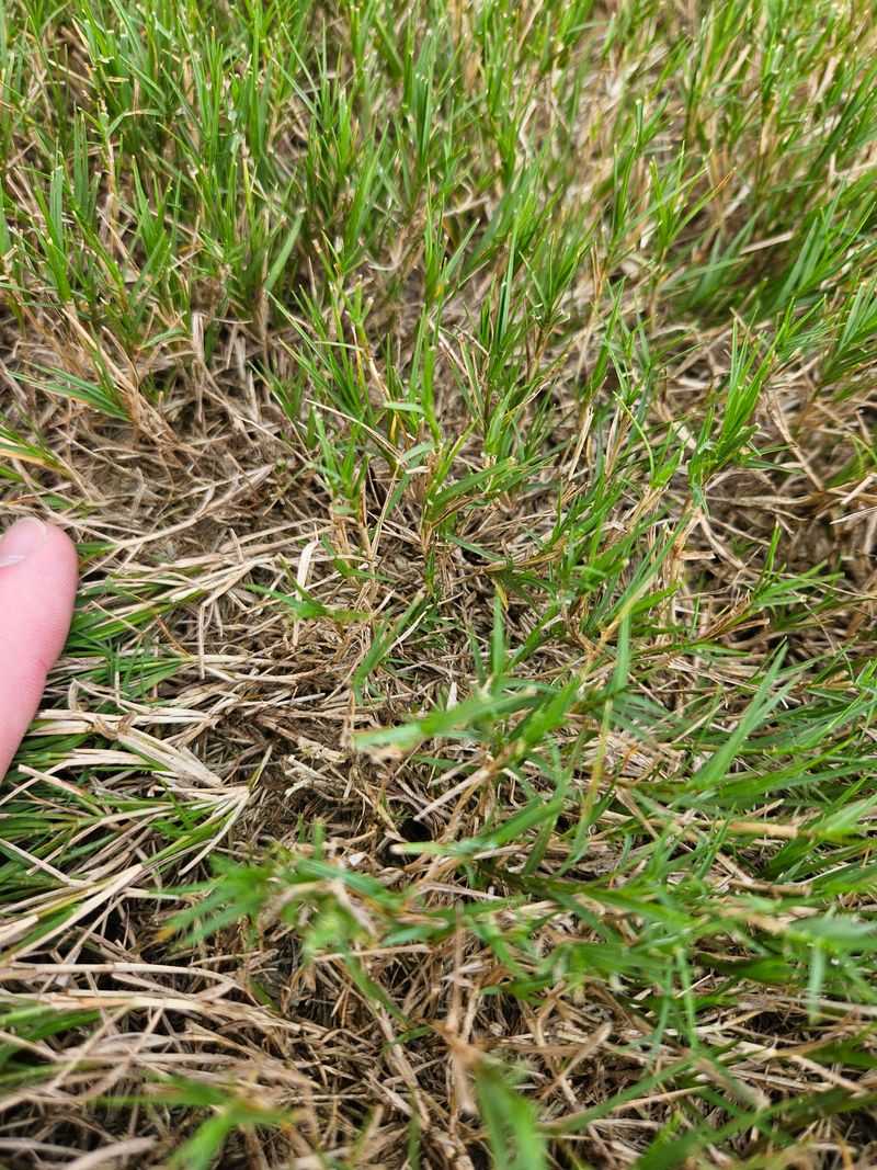 Raise Bermuda's Cutting Height As Winter Approaches Raise Bermuda's Cutting Height As Winter Approaches