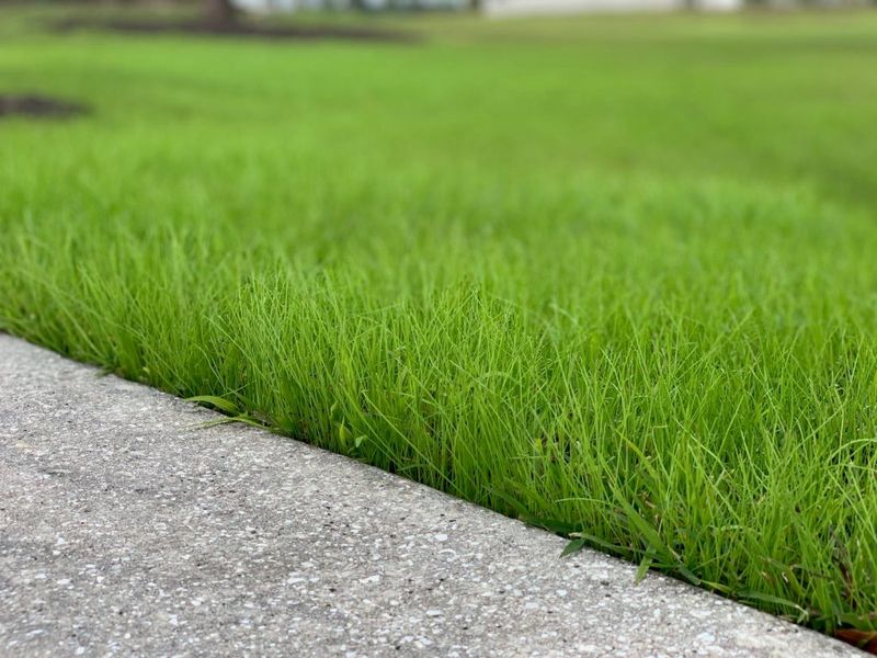 Raise Mowing Heights As October Arrives