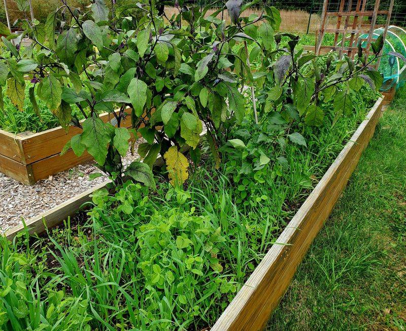 Raise Your Planting Rows Where Clay Holds Water Raise Your Planting Rows Where Clay Holds Water