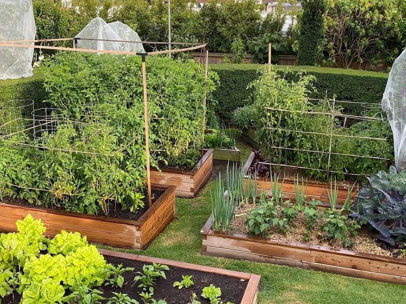 Raised Beds Need Protection From Invading Walnut Roots Raised Beds Need Protection From Invading Walnut Roots
