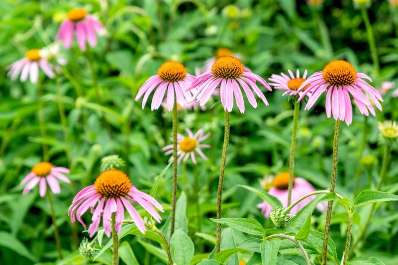 Raised Garden Beds Thrive Beautifully Raised Garden Beds Thrive Beautifully