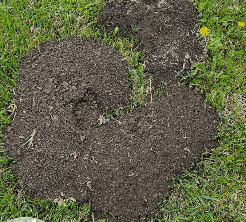 Raised Mounds Reveal Where The Tunnels Are Growing Raised Mounds Reveal Where The Tunnels Are Growing