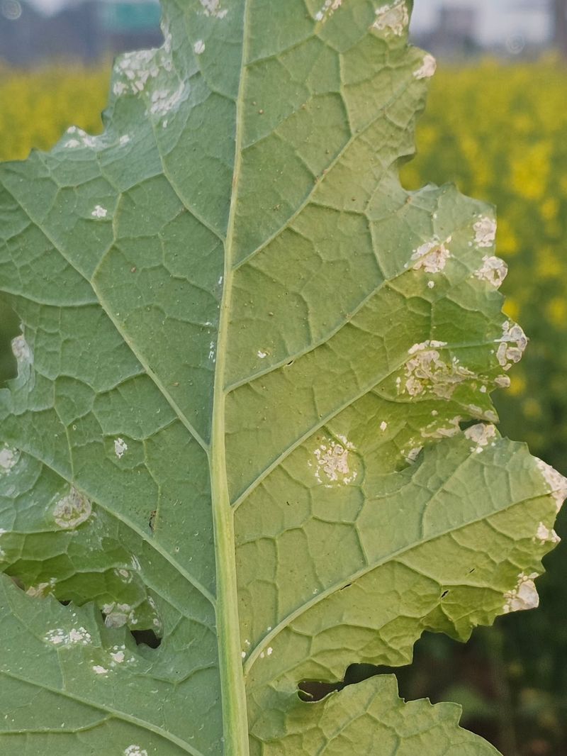 Raised White Blisters Underneath Point To White Rust Raised White Blisters Underneath Point To White Rust