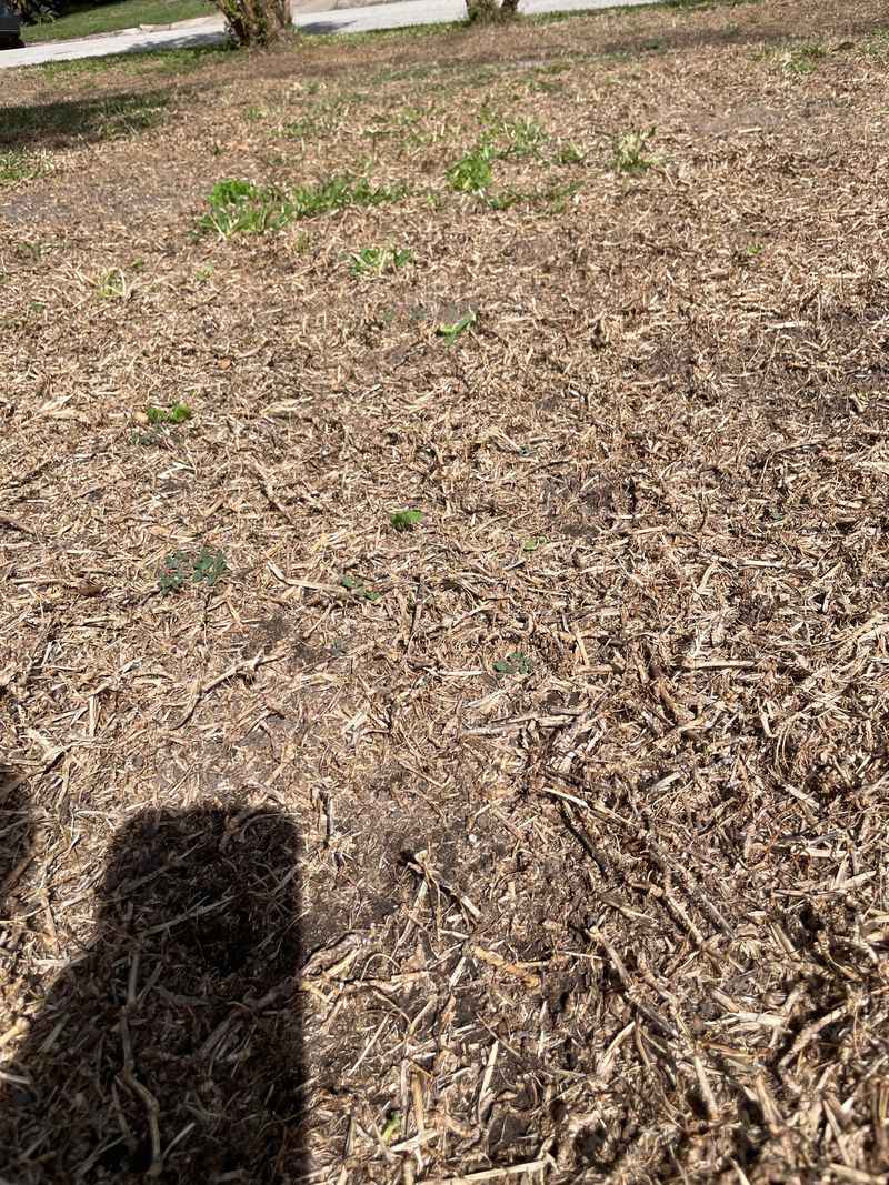 Rake Back Excess Thatch Buildup