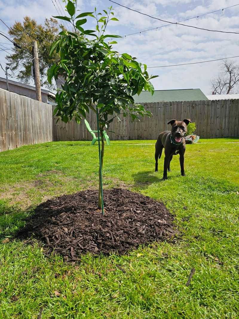 Rake Back The Mulch And Let Soil Soak Up Sun Rake Back The Mulch And Let Soil Soak Up Sun