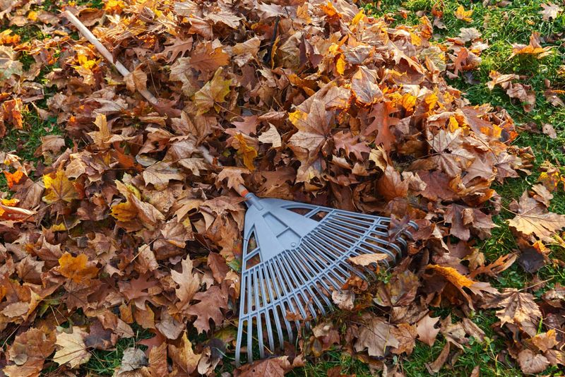 Rake Or Mulch Fallen Leaves Regularly