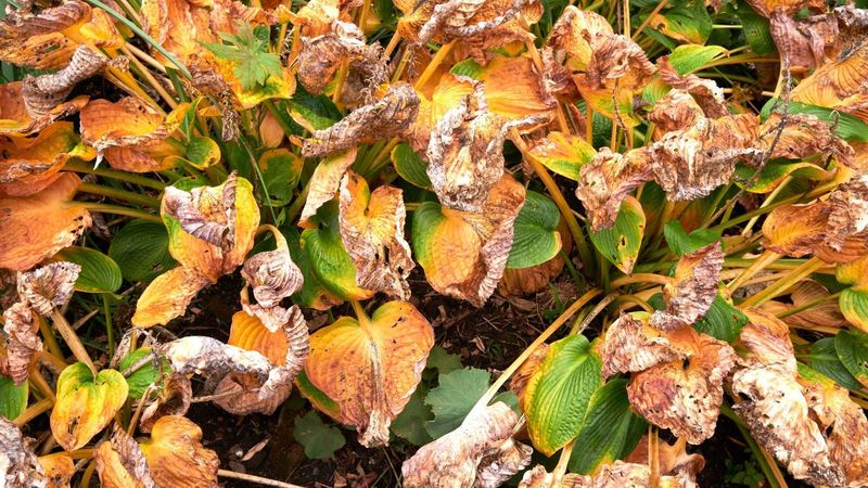 Rake Out Soggy Leaves Around Each Crown