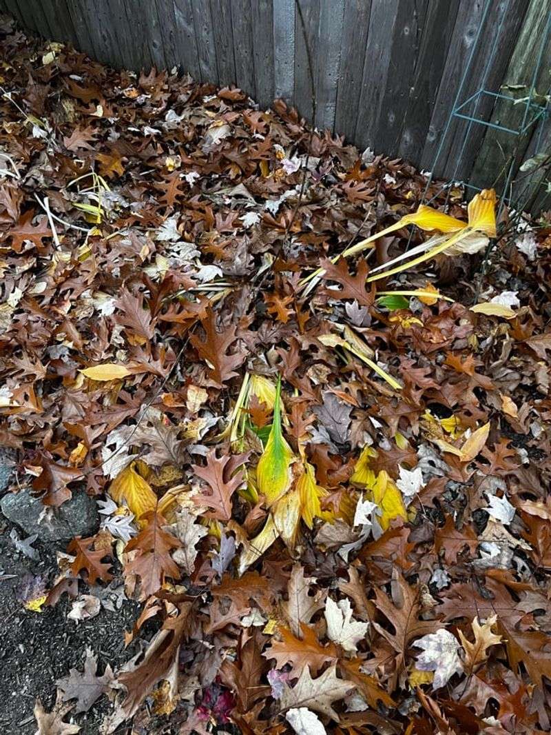 Raked Debris Parked At The Yard's Edge