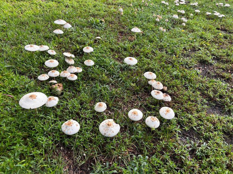 Rakes, Fungicides, And Other Wasted Effort Rakes, Fungicides, And Other Wasted Effort