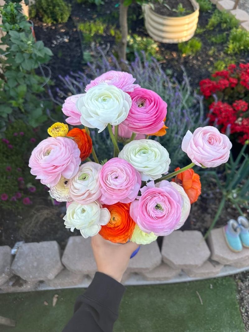 Ranunculus And Anemone Fit This Window Too Ranunculus And Anemone Fit This Window Too