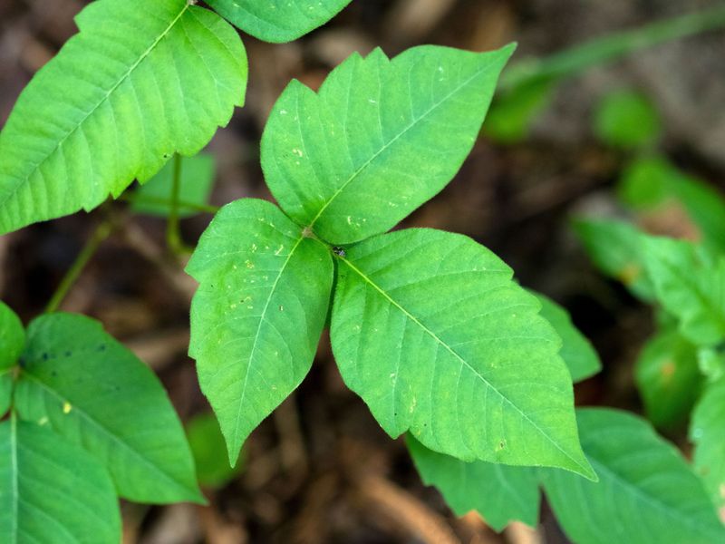 Rash Relief And The Road To Healing Rash Relief And The Road To Healing