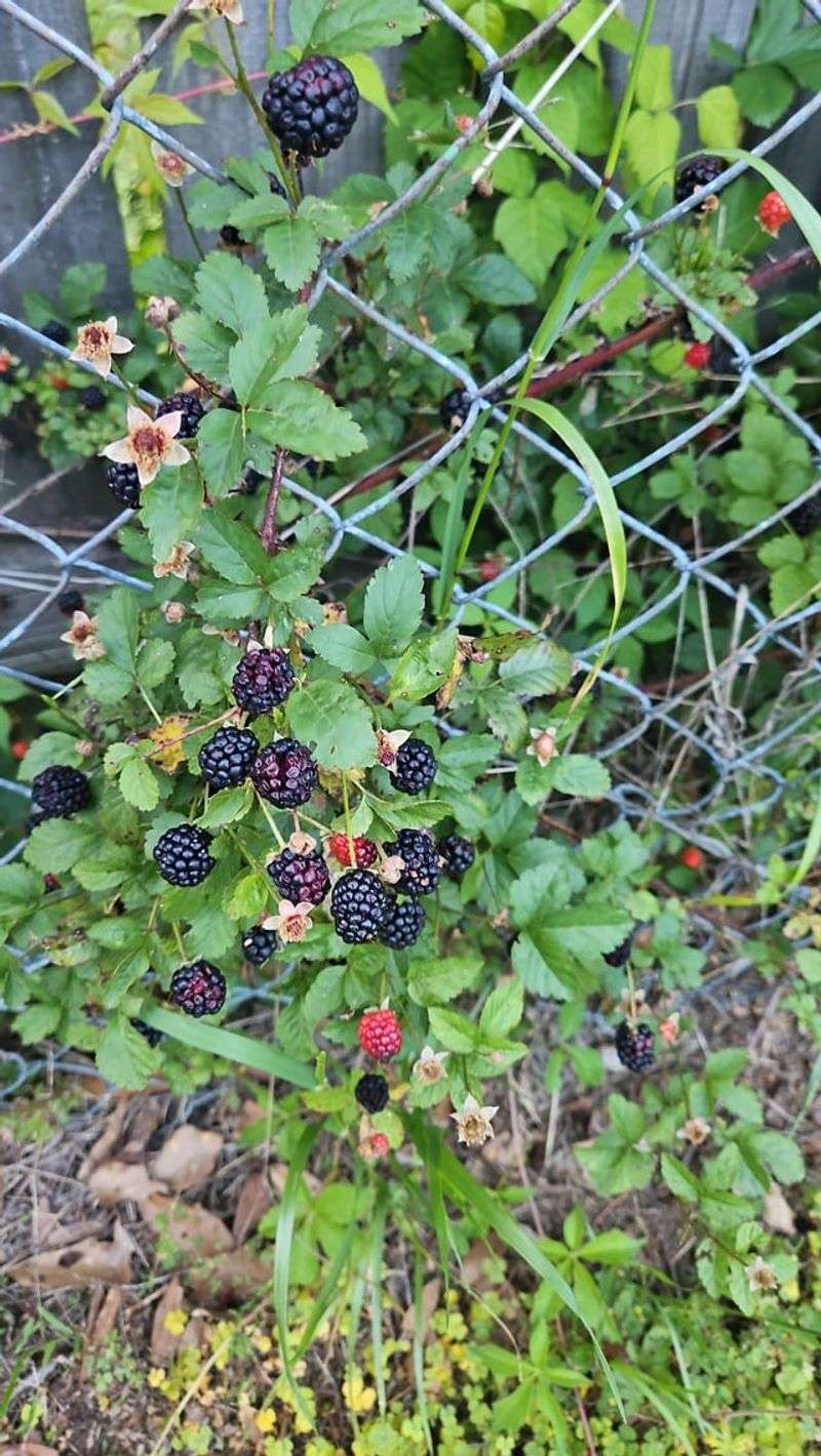 Raspberries Fit Well Along Roomy Fence Line Plantings Raspberries Fit Well Along Roomy Fence Line Plantings