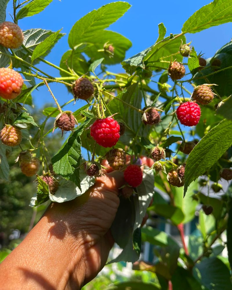 Raspberries