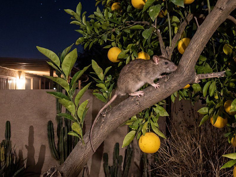 Rat reduction still starts with the yard and the structure Rat reduction still starts with the yard and the structure