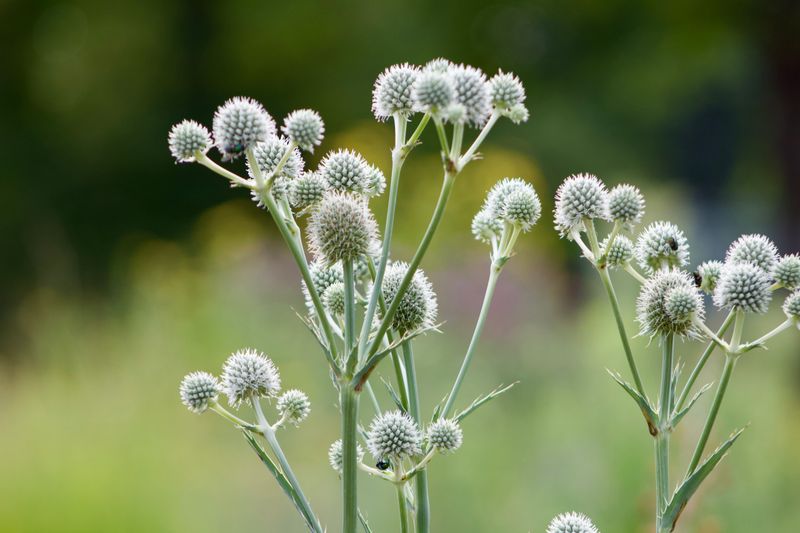 Rattlesnake Master With Its Prickly Round Balls