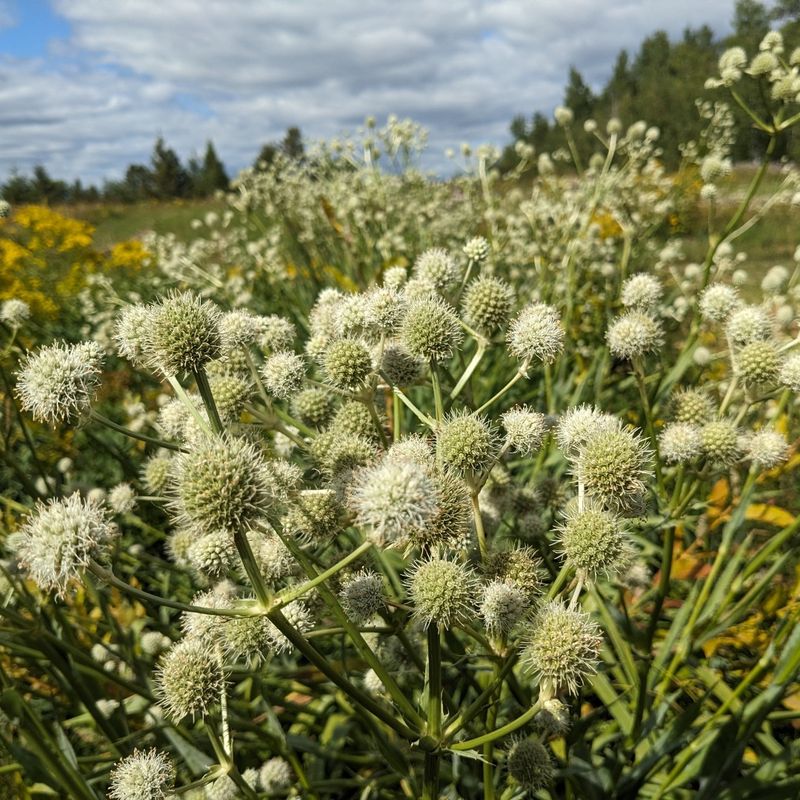 Rattlesnake Master Rattlesnake Master